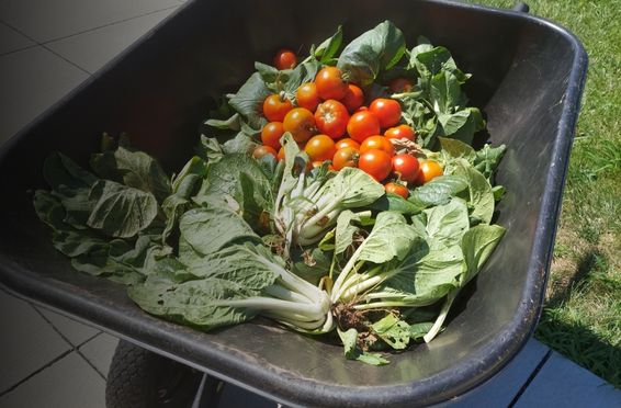 Farm-to-Table Cooking at Innovo Detox